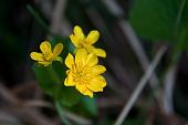 05_Ranunculus thora (ranuncolo erba tora )